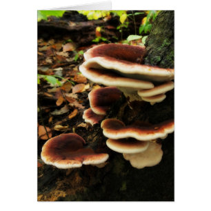Fairy Shelf
