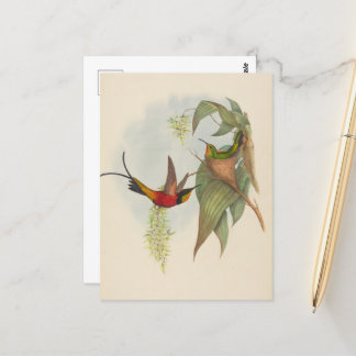 Fairy Topaz | John Gould Postkarte