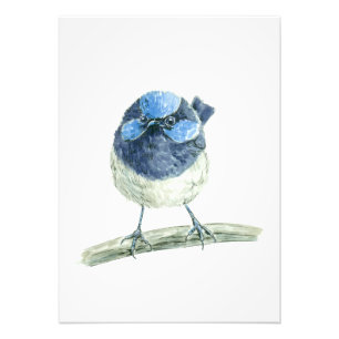 Fairy Wren Fotodruck