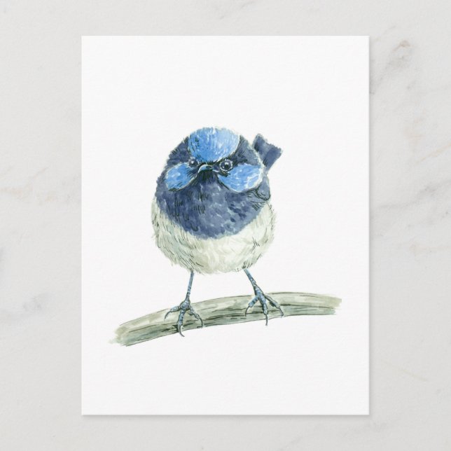 Fairy Wren Postkarte (Vorderseite)