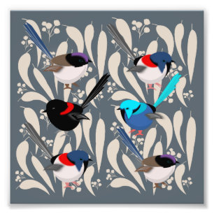Fairy Wrens Fotodruck