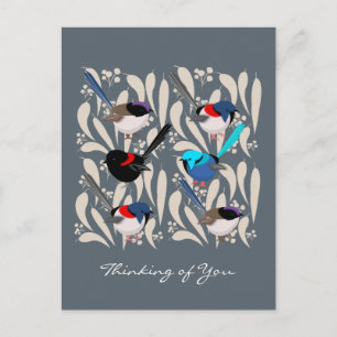 Fairy Wrens Postkarte