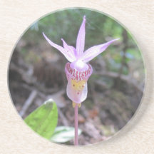 Fairyslipper Orchid-Blume
