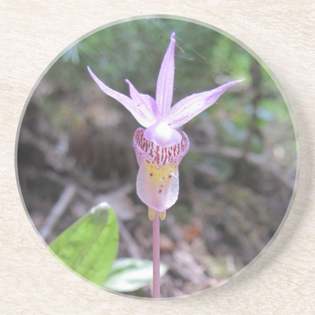 Fairyslipper Orchid-Blume Getränkeuntersetzer (Vorne)