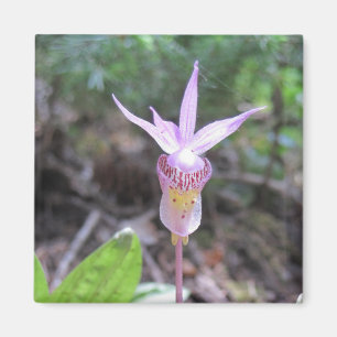 Fairyslipper Orchid-Blume Magnet