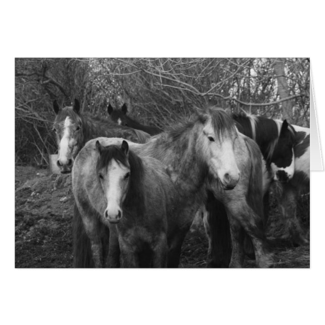 Faisons tous la Conga ! par CatMac (Devant horizontal)