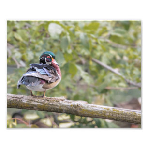 Faites glisser le canard à bois sur la photo en ro