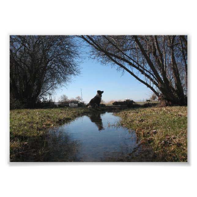 Faithful Farm Hund Fotodruck (Vorne)