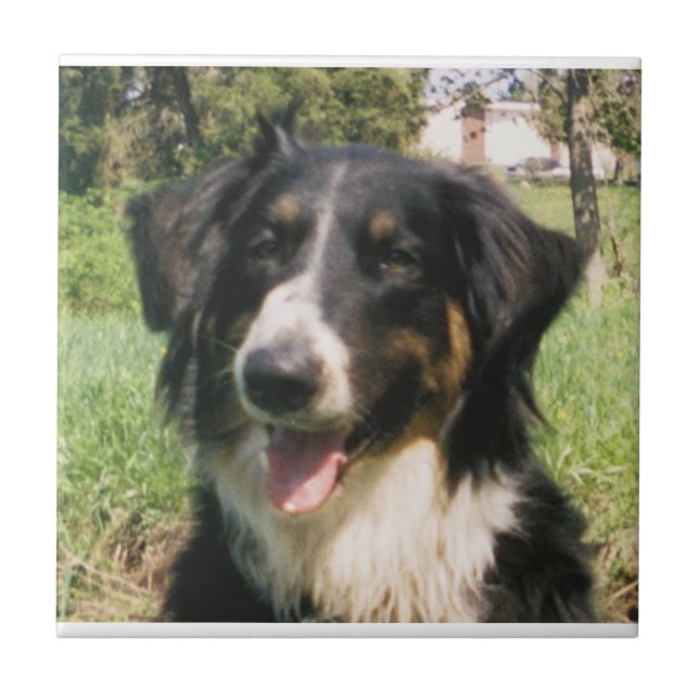 Faithful Finnegan Fliese (Vorderseite)