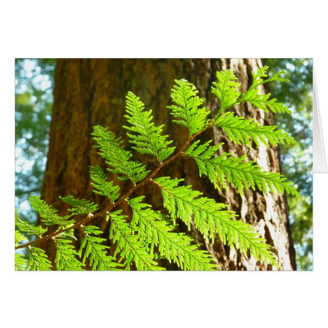 Faits saillants d'un séquoia botanique (Devant horizontal)