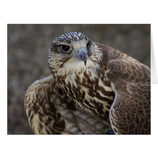 Falco cherrug (Vorderseite (Horizontal))