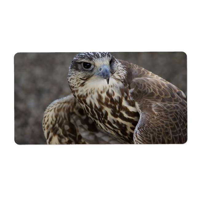 Falco cherrug (Vorne)