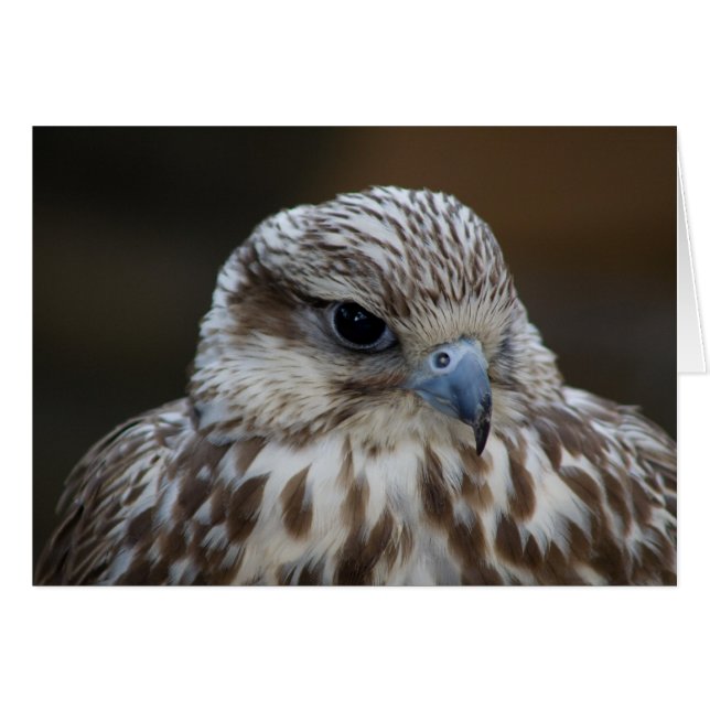Falco cherrug Portrait (Vorderseite (Horizontal))