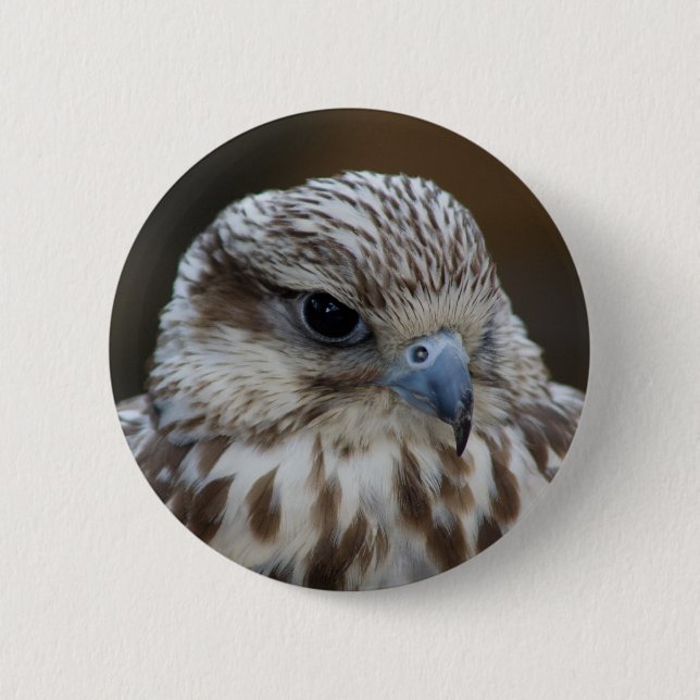Falco cherrug Portrait Button (Vorderseite)