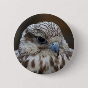 Falco cherrug Portrait Button