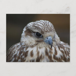 Falco cherrug Portrait Postkarte