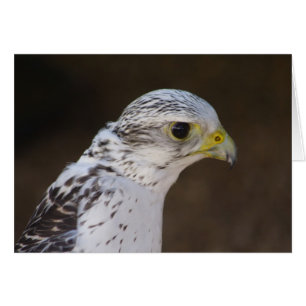 Falco rusticolus