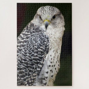 Falcon