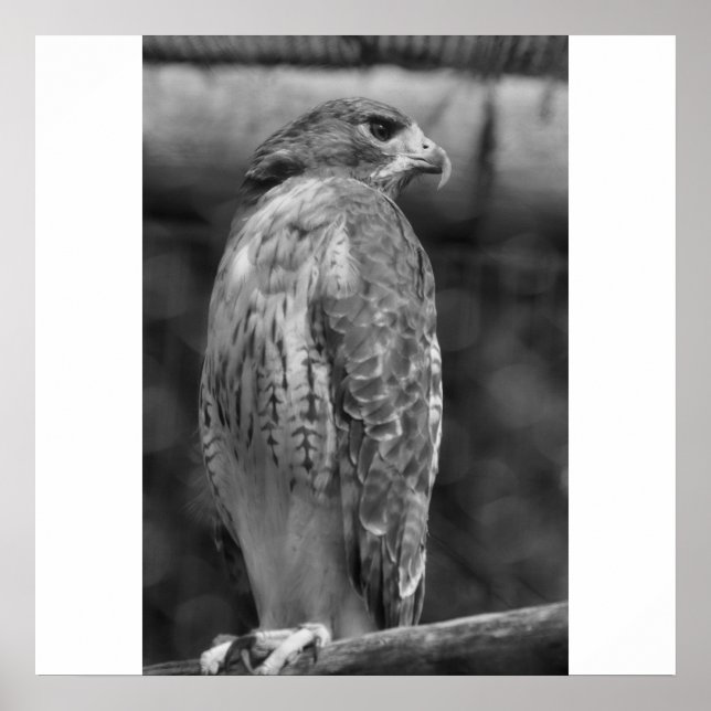 Falcon B/W Print Poster (Vorne)
