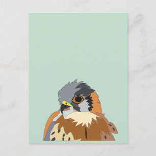 Falcon Bird Illustration Postkarte