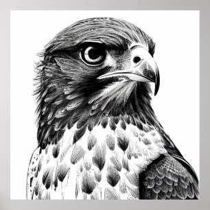Falcon Bird Wild Nature Animal Illustration Art Poster