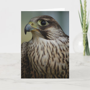 Falcon Head Karte