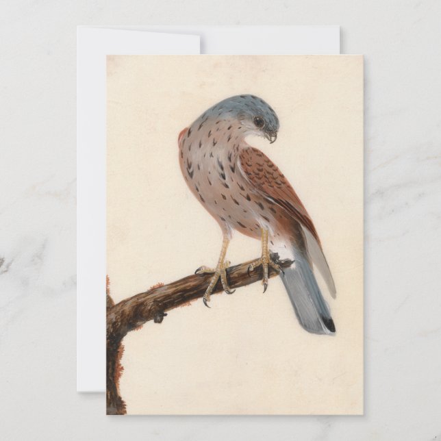 Falcon Hen Kestrel | William Lewin (Vorderseite)