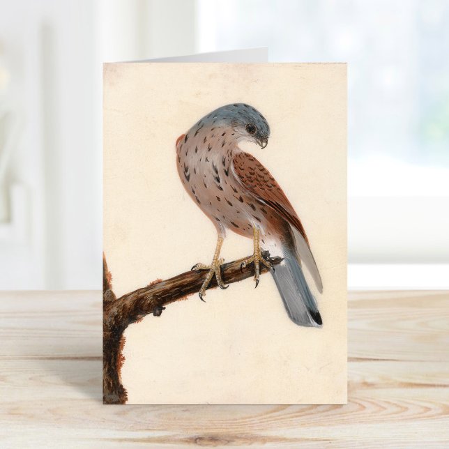 Falcon Hen Kestrel | William Lewin Karte (Von Creator hochgeladen)