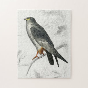Falcon Illustration Vintag Art Print