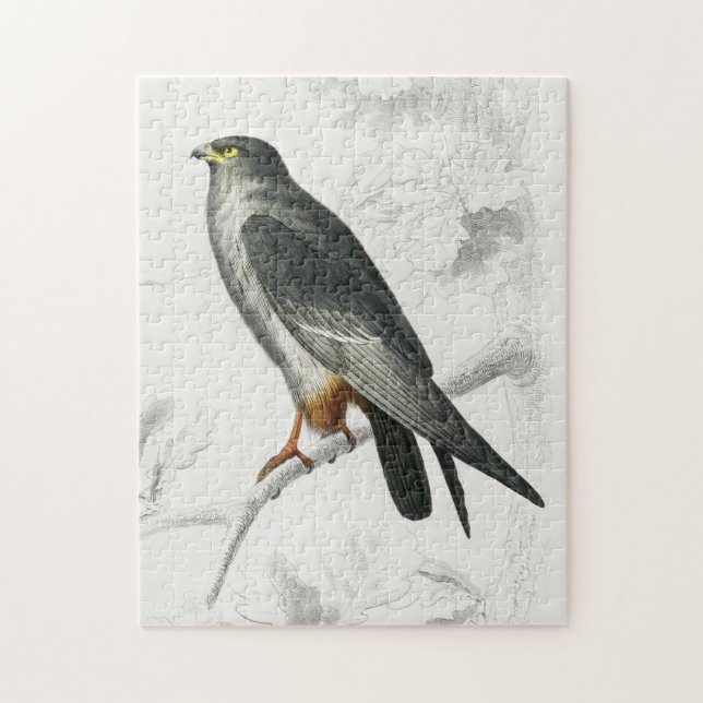 Falcon Illustration Vintag Art Print (Vertikal)
