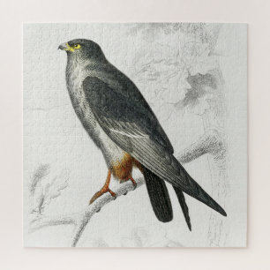 Falcon Illustration Vintag Art Print