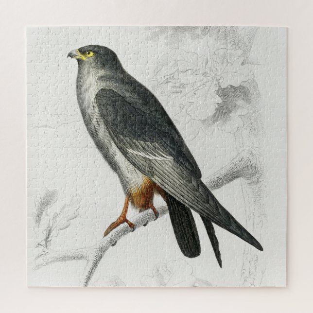 Falcon Illustration Vintag Art Print (Vertikal)