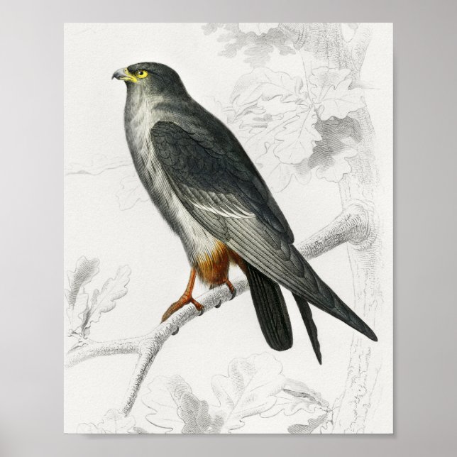 Falcon Illustration Vintag Art Print Poster (Vorne)