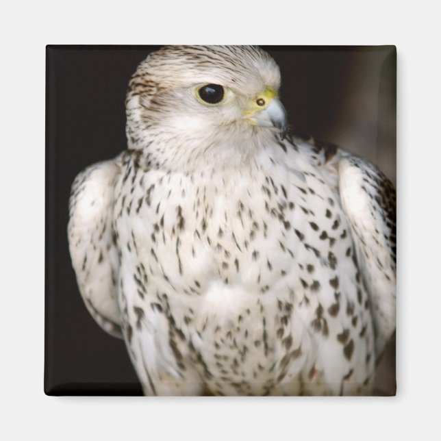Falcon Magnet (Vorne)
