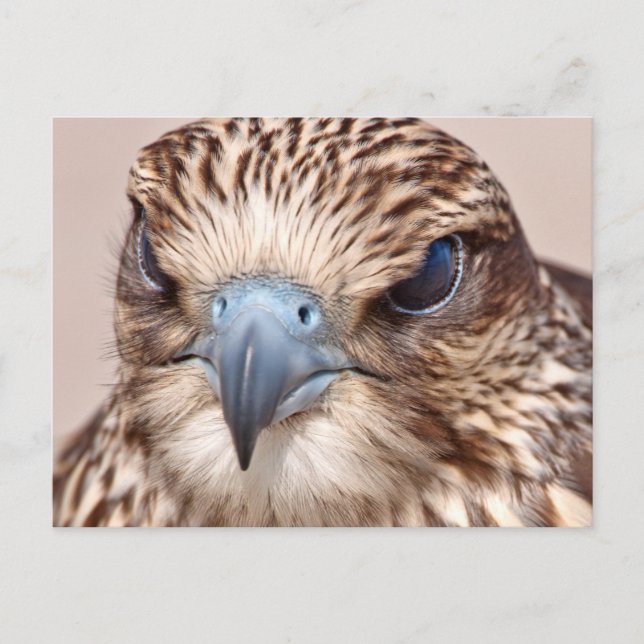Falcon Nah Postkarte (Vorderseite)