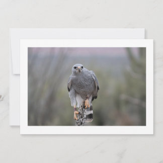 Falcon on Cactus