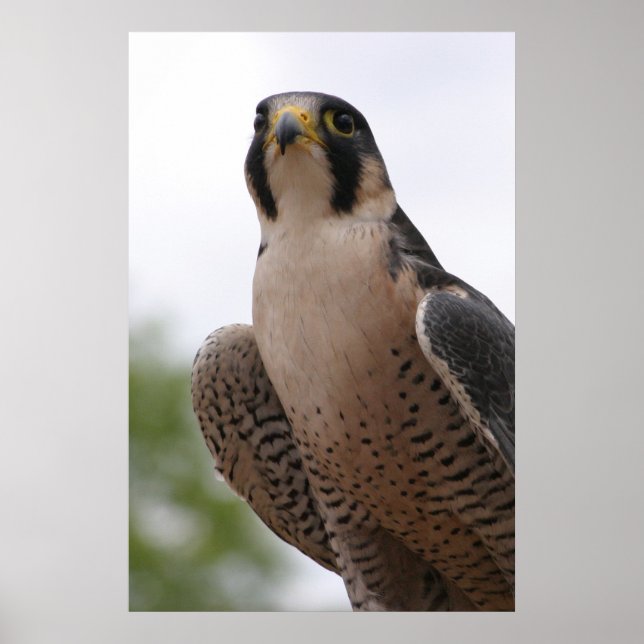 Falcon Poster (Vorne)