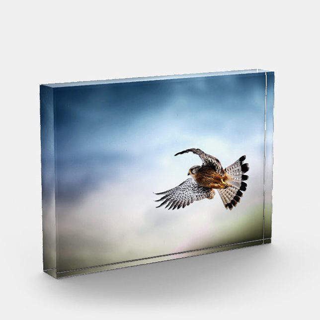 Falcon Soaring in the Sky Fotoblock (Links)