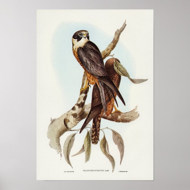 Falcon von Elizabeth Gould Poster (Vorne)