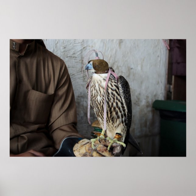 Falconefalke Poster (Vorne)