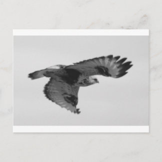 FalconInFlight Postkarte