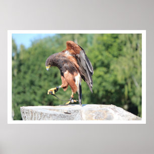 Falconry Harris Hawk mit Jesses Poster