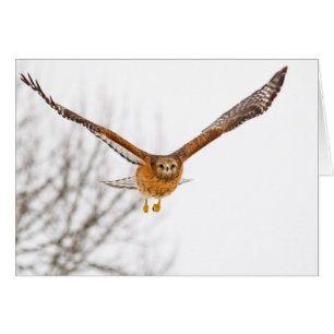 Falke im Flug