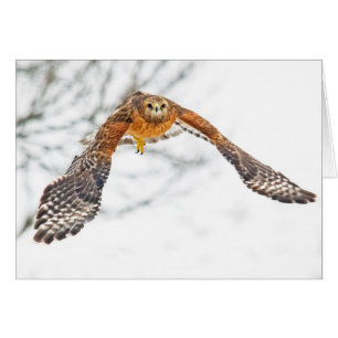 Falke im Flug