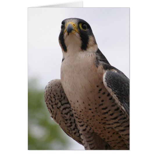 Falke Karte