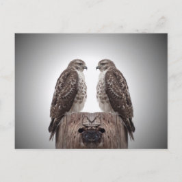 Falken auf dem Posten Postkarte