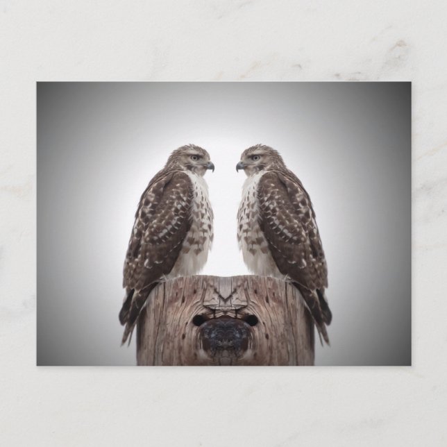 Falken auf dem Posten Postkarte (Vorderseite)