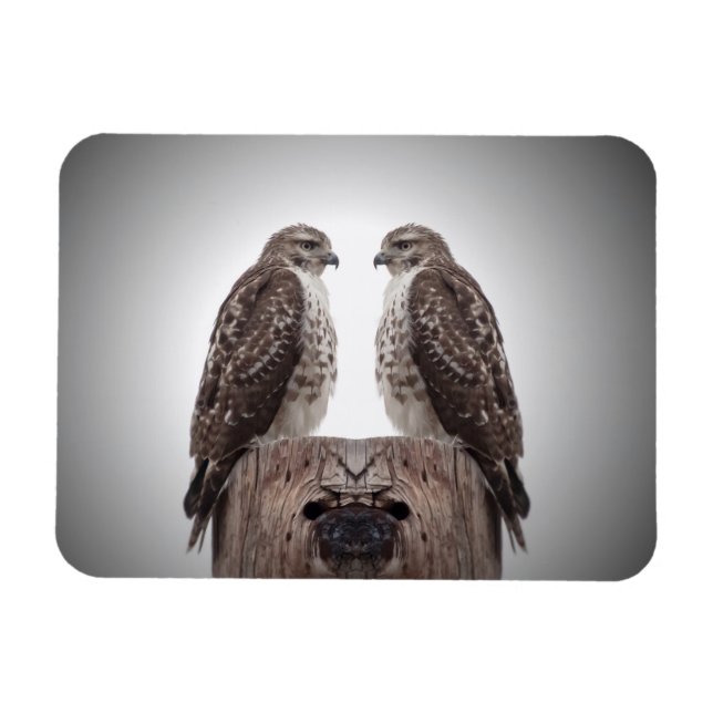 Falken auf einem Posten Magnet (Horizontal)