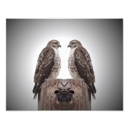 Falken auf Posten Fotodruck