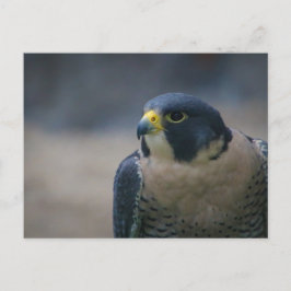 Falken Postkarte